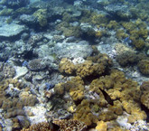 País protegerá arrecifes aunque insiste en pesca de arrastre