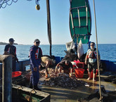 Gobierno se desdice y frena proyecto para reinstaurar pesca de arrastre