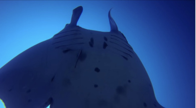 Video Mantarraya Gigante Pide Ayuda A Buzos Para Que La