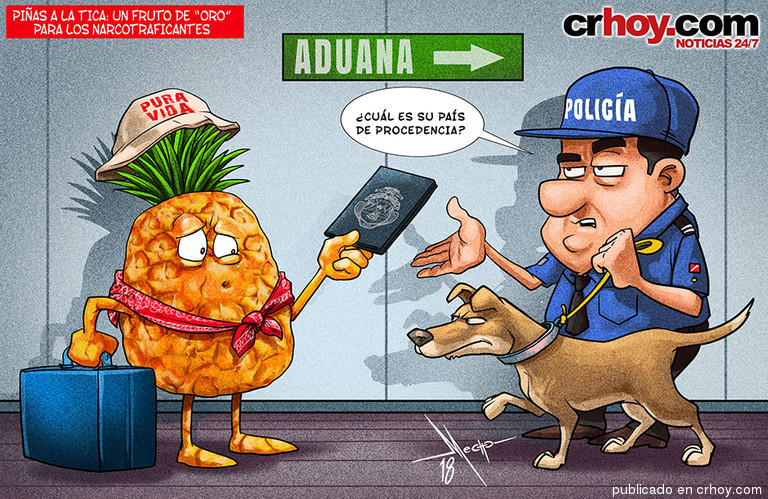 Piñas a la tica: un fruto de “oro” para los narcotraficantes